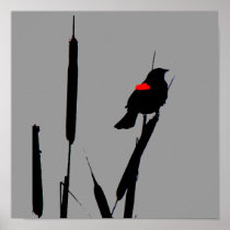 Red-winged Blackbird Poster
