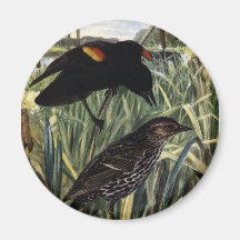 Red-Winged Blackbirds and Nest in Cattails Fridge Magnets