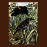 Red-Winged Blackbirds and Nest in Cattails posters
