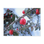 Red winter rosehip berries postcards