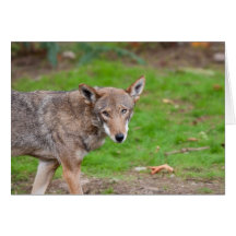 Red Wolf Card