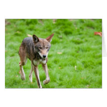 Red Wolf Card