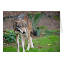 Red Wolf Cards