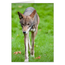 Red Wolf Greeting Card