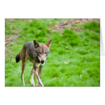 Red Wolf Greeting Cards