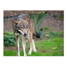 Red Wolf Post Cards