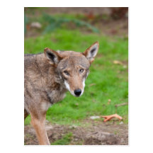 Red Wolf Postcards