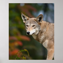 Red Wolf Posters