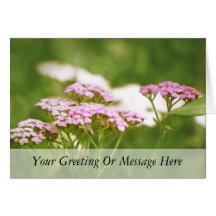 Red Yarrow Flowers Cards