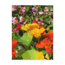 Red, Yellow, and Orange Irises Close Up Post Card