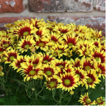 Red Yellow Flowers against brown red brick wall