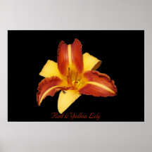 Red & Yellow Lily Poster