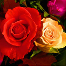 Red Yellow Rose Photo Sculpture