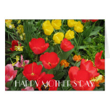 Red & Yellow Tulips, Mother's Day Greeting Card