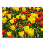Red & Yellow Tulips Post Card