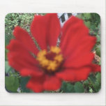 Red Zinnia Close Up mousepads