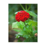 Red Zinnia