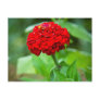 Red Zinnia
