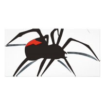 Redback Spider Photo Card