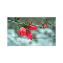 Redbud Spring Canvas Print