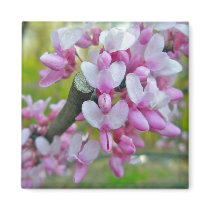 Redbud Tree Blossoms Items Fridge Magnets