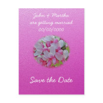 Redbud Tree Blossoms Items Post Card