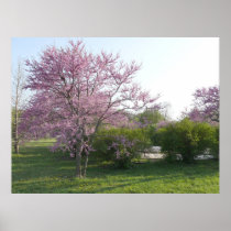 Redbud Tree - El Dorado Lake Kansas Print