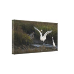 Reddish Egret II Wrapped Canvas