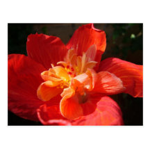 Reddish-Orange-Yellow Hibiscus Postcards