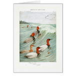 Redhead and Canvasback ducks Greeting Cards