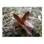 Redish Plant Sprout Post Card