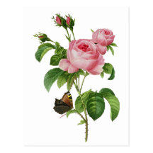 Redoute Pink Roses Postcard