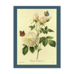 Redoute Print: 'Bengal Rose Hymanee' Post Cards