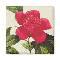 Redoute Red Camellia Botanical Print Square Magnet