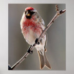 Redpoll bird print