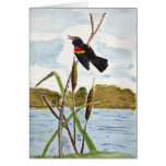 Redwing Blackbird Greeting Cards