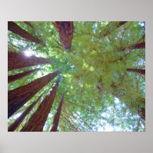 Redwood Circle Print