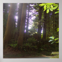 Redwood Driveby Poster