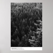 Redwood Forest,  August 1966, Ansel Adams Print