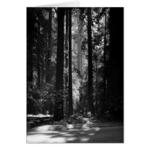 Redwood Forest, Founder's Grove, 1966 Card