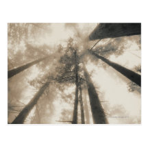 Redwood Forest, Northern California Post Cards