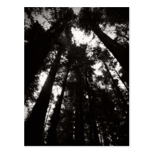 Redwood Forest Postcards