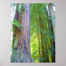Redwood Haven Print