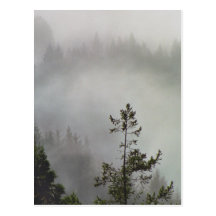 Redwood Haze Postcard