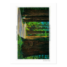 Redwood Highway in Humboldt State Redwood Park Post Card