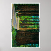 Redwood Highway in Humboldt State Redwood Park Print