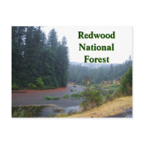 Redwood National Forest Postcard