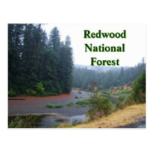 Redwood National Forest Postcard