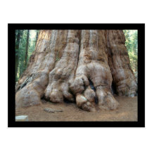 Redwood Post Card