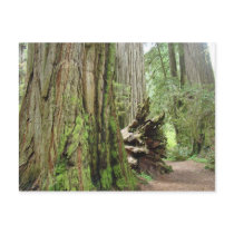 Redwood Tree postcards Big California Redwoods